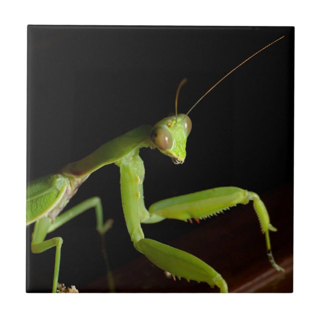 Praying mantid tile (Front)