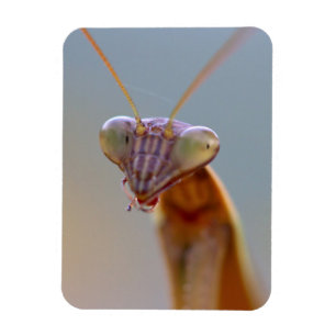 Praying Mantids Magnet