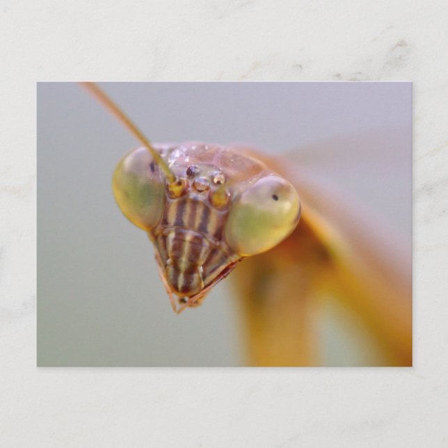 Praying Mantids Postcard (Front)
