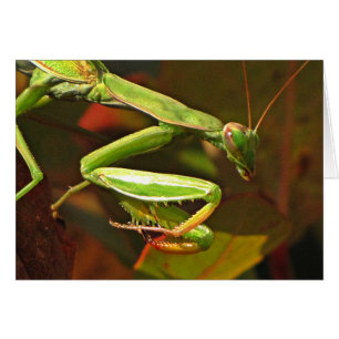 Praying Mantis