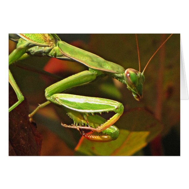 Praying Mantis (Front Horizontal)