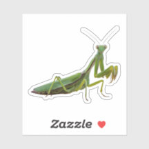 Praying Mantis