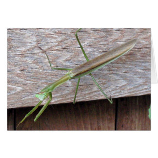 Praying Mantis