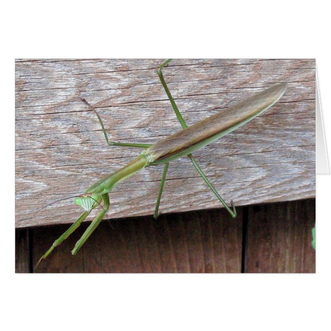 Praying Mantis (Front Horizontal)