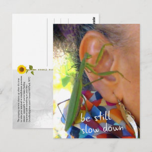 Praying Mantis - be still, slow down - postcard