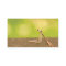 Praying Mantis