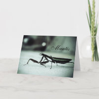 Praying mantis