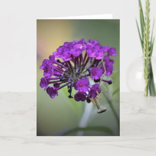 Praying Mantis, card