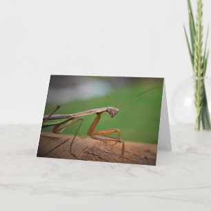 Praying Mantis, card