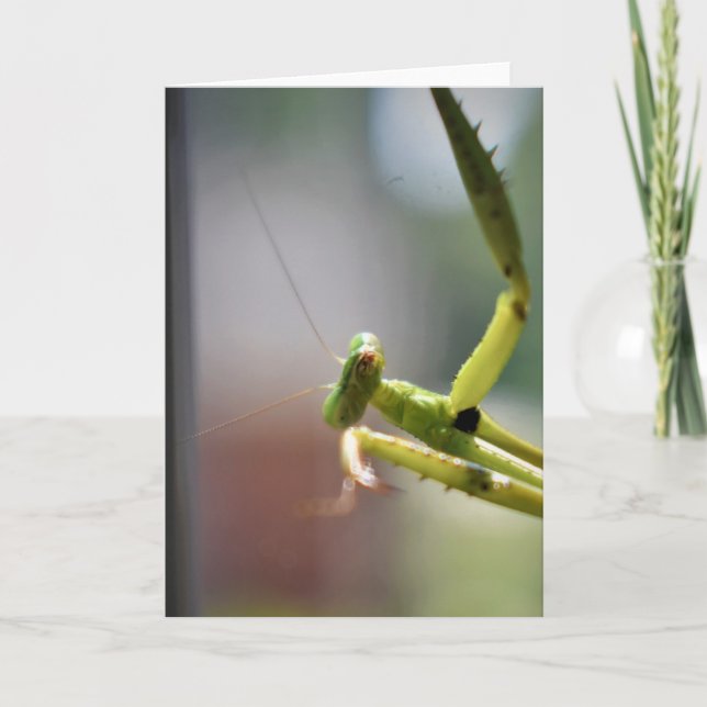 Praying Mantis, card (Front)