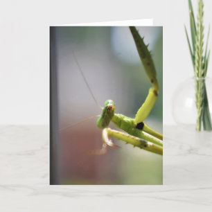 Praying Mantis, card