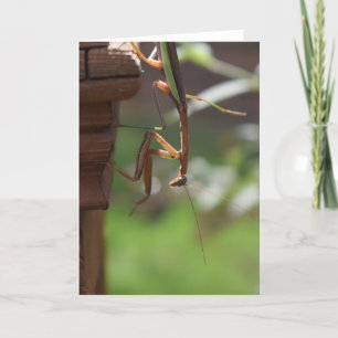 Praying Mantis, card