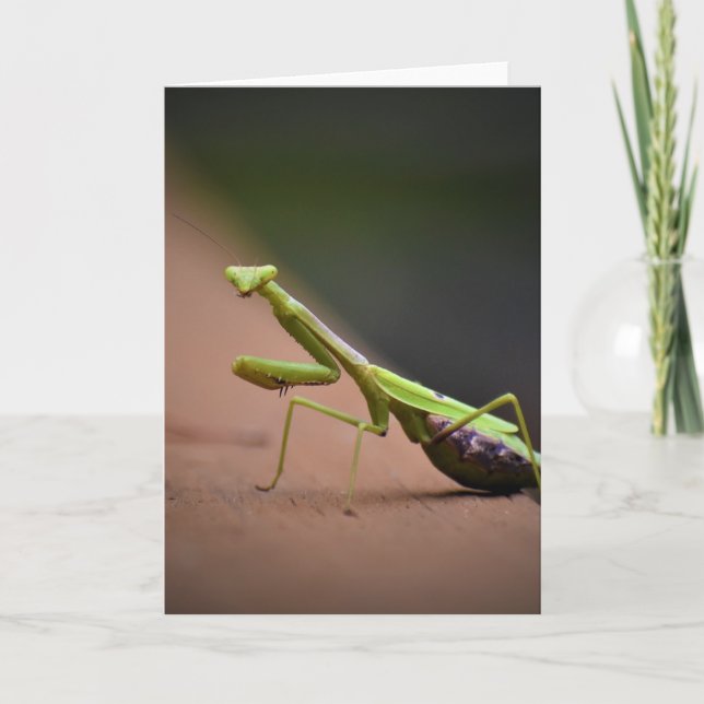 Praying Mantis, card (Front)