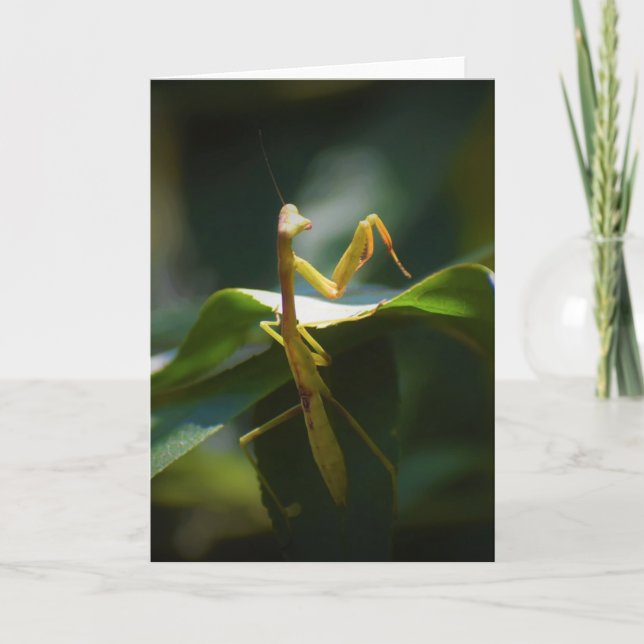 Praying Mantis, card (Front)