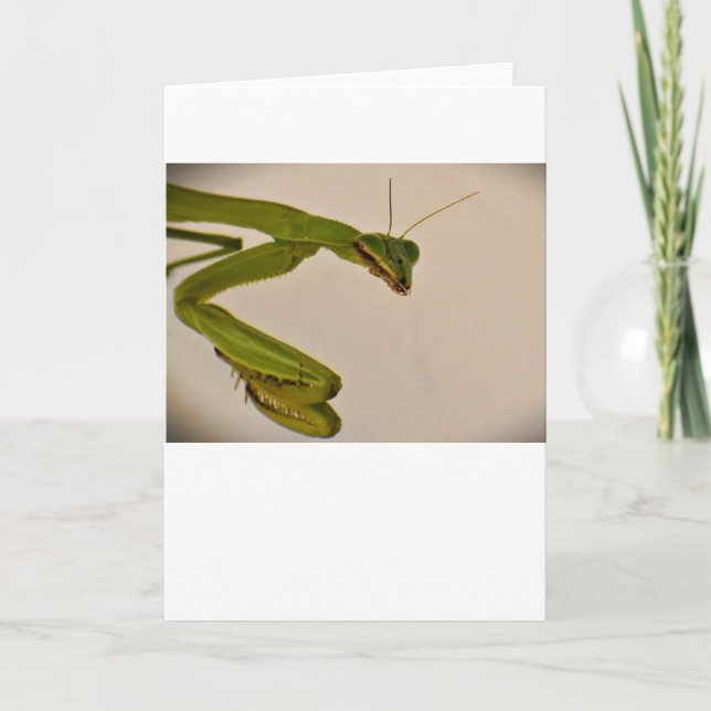 Praying Mantis, card (Front)