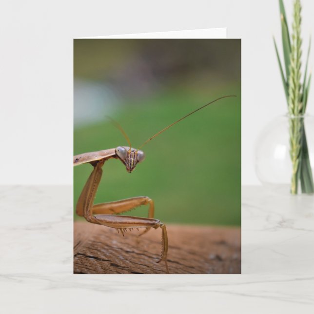 Praying Mantis, card (Front)