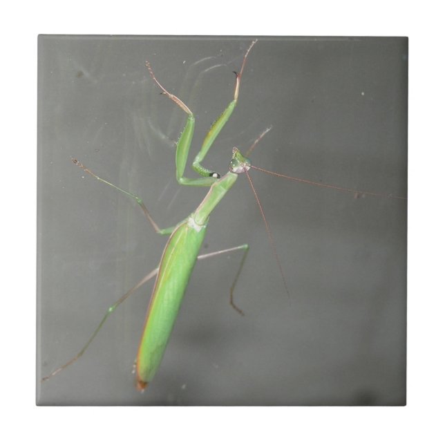 Praying Mantis Ceramic Tile (Front)
