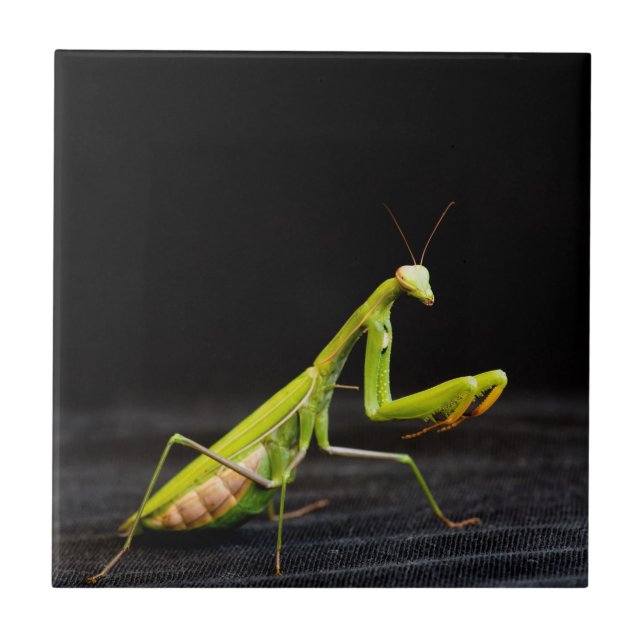 Praying mantis ceramic tile (Front)