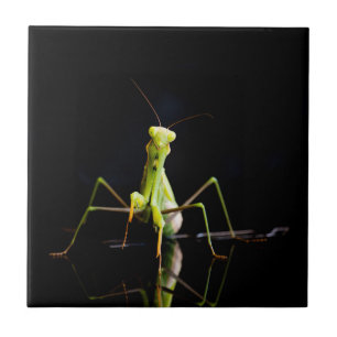Praying mantis ceramic tile