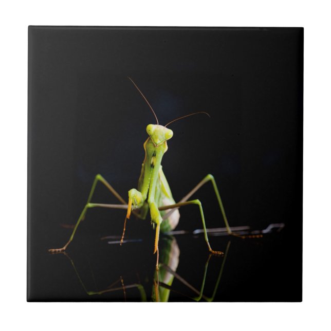 Praying mantis ceramic tile (Front)