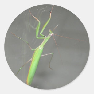 Praying Mantis Classic Round Sticker