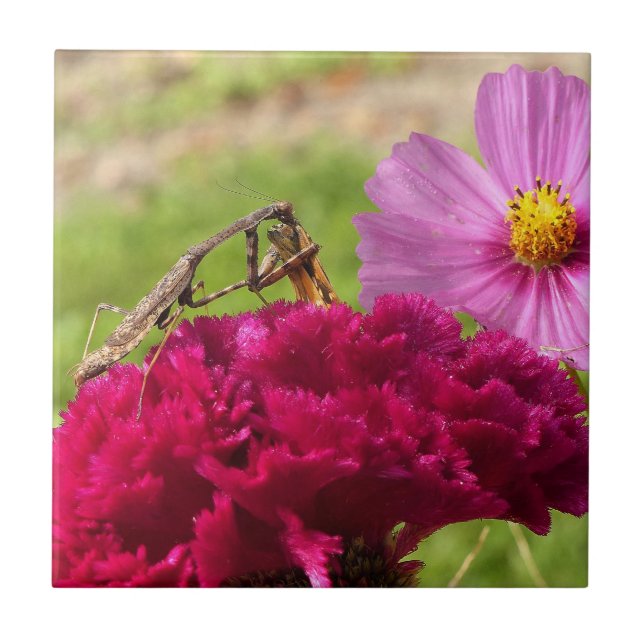 Praying Mantis Dining on a Moth Ceramic Tile (Front)