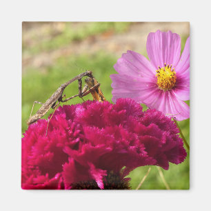 Praying Mantis Dining on a Moth Magnet