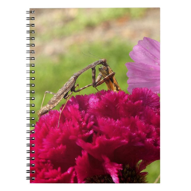 Praying Mantis Dining on a Moth Notebook (Front)