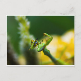 Praying Mantis Eating Prey Postcard
