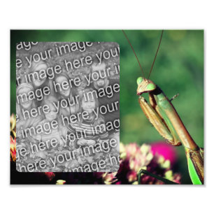 Praying Mantis Frame Create Your Own 8x10 Photo Print