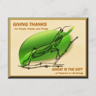 Praying Mantis Giving Thanks Postcard