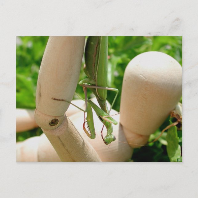 Praying Mantis Hanging Down Postcard (Front)