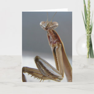 Praying Mantis Insect Card