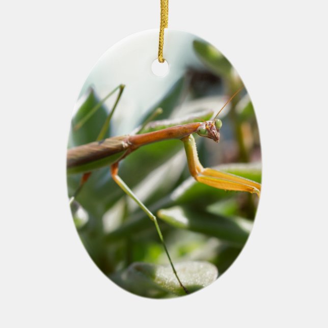 Praying Mantis Insect Ceramic Ornament (Front)