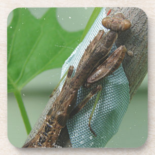 Praying Mantis Insect Coaster