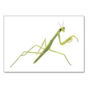 Praying Mantis Insect Reading Flashcards for Adult Table Number