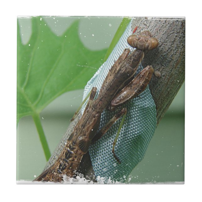 Praying Mantis Insect Tile (Front)