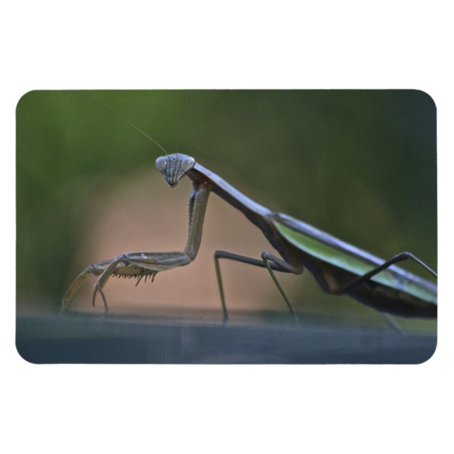 Praying Mantis Large Magnet (Horizontal)
