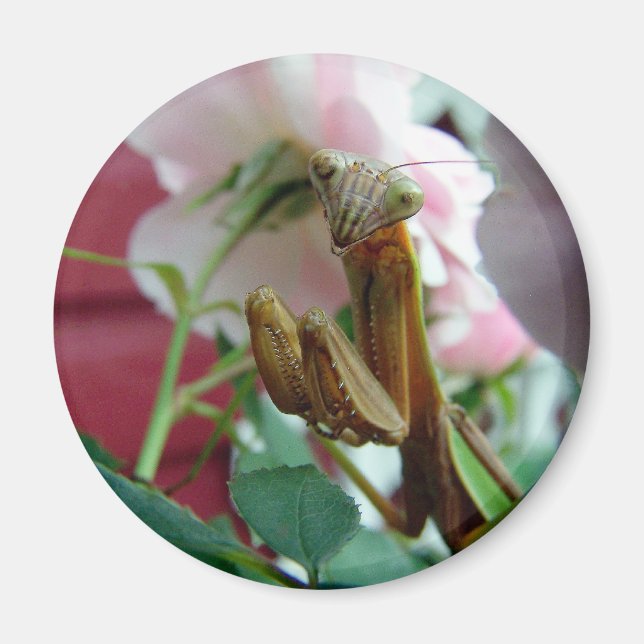 Praying Mantis Magnet (Front)