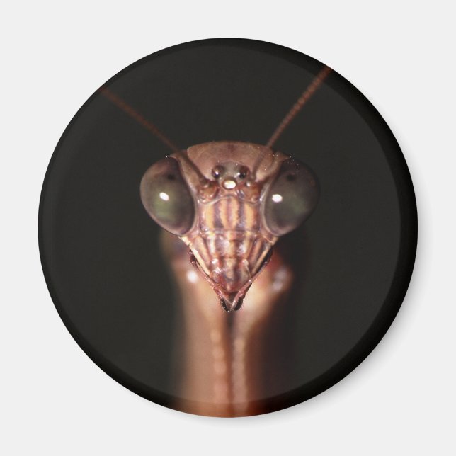 praying mantis magnet (Front)