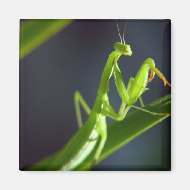 Praying Mantis Magnet (Front)