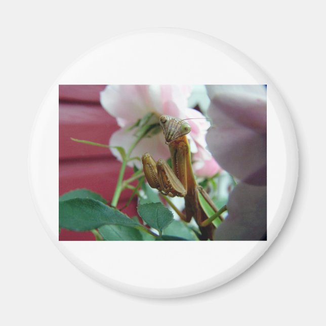 Praying Mantis Magnet (Front)