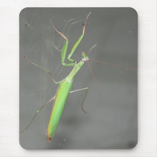 Praying Mantis Mousepad Plus (Front)