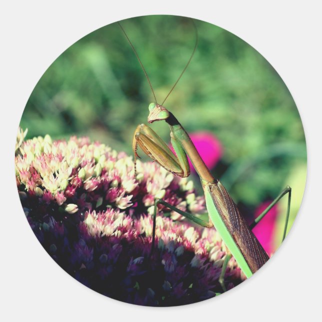 Praying Mantis Nature  Classic Round Sticker (Front)