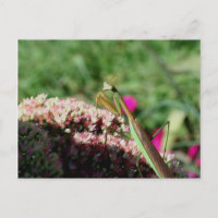 Praying Mantis Nature Photography Postcard