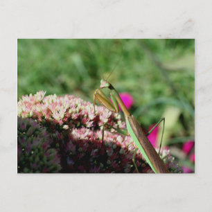 Praying Mantis Nature Photography Postcard