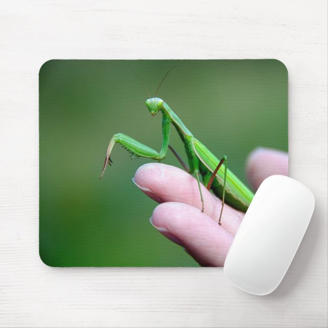 Praying Mantis On A Hand Mouse Pad (With Mouse)