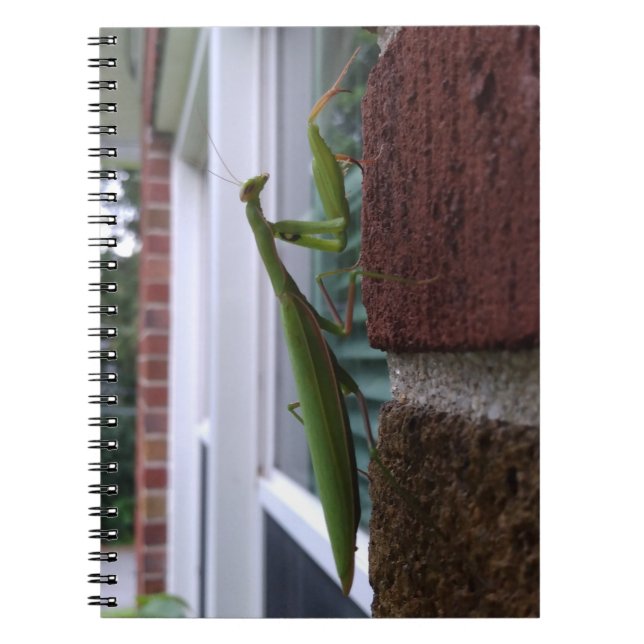 Praying Mantis on Brick Wall Notebook (Front)