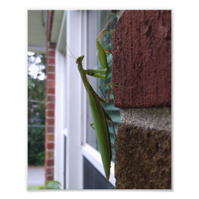 Praying Mantis on Brick Wall Photo Print (Front)