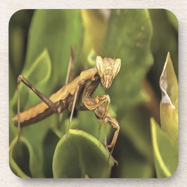 Praying Mantis On Green Garden Background Coaster (Front)